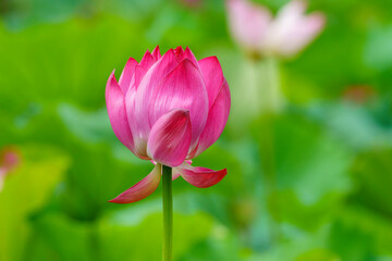 Obraz na płótnie Canvas pink lotus in the garden