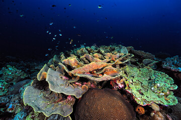 A picture of the coral reef