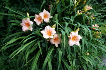 Peach Colored Lilies with Green Leaves
