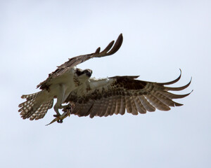 Osprey