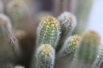 Obraz premium サボテン