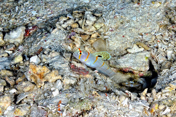 A picture of a sailfin shrimp goby
