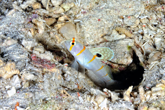 A picture of a sailfin shrimp goby