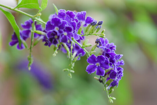 11 件の最適な デュランタ宝塚 画像 ストック写真 ベクター Adobe Stock