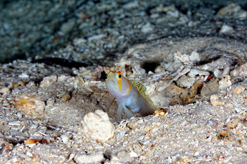 A picture of a sailfin shrimp goby