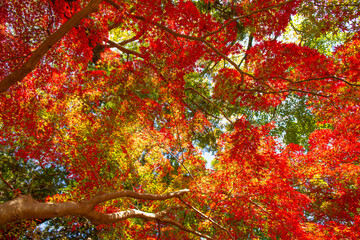 紅葉でカラフルな空