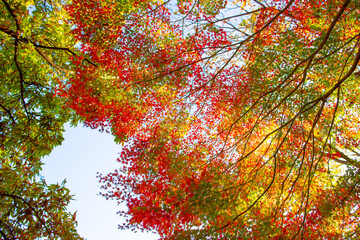 明るい陽射しにきらめく紅葉