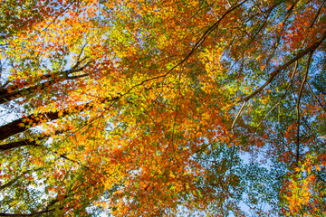 黄色やオレンジの紅葉