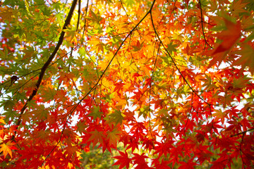 紅葉の葉っぱが美しい　東京の秋