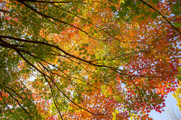赤と黄色と緑の紅葉