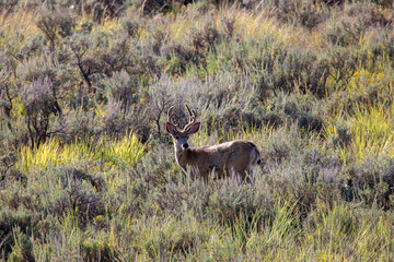 Deer