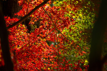 色づく前の緑のモミジと真っ赤に紅葉したモミジ