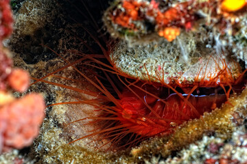 A picture of an electric clam