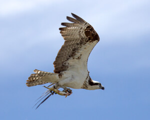 Osprey