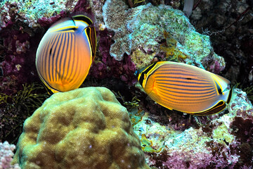 Naklejka na ściany i meble A picture of two exquisite butterflyfish