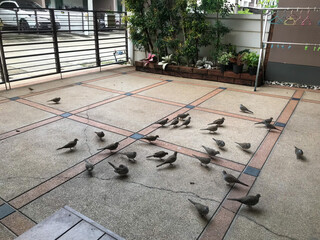 Many doves came to swarm to eat in the morning.