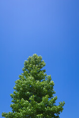 青空を背景にモミジバフウの新緑
