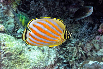Obraz na płótnie Canvas A picture of an ornate butterflyfish