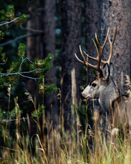 elk with large antlers staring off camera surrounded by lush forest