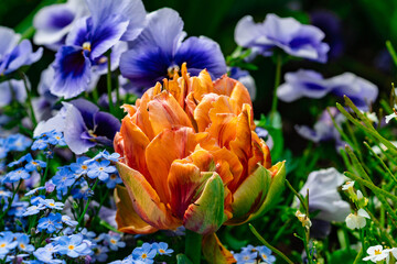 Tulipa Orange Princess Tulpenblüte © blende11.photo