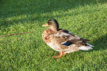 A female wild duck walking