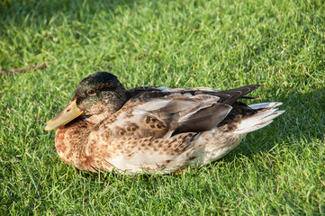 A female wild ducklying down