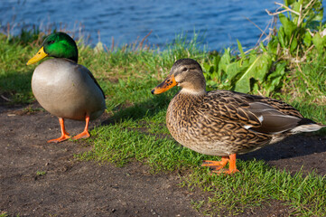 A couple of wild ducks