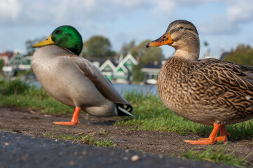 A couple of mallards in the edge of a river