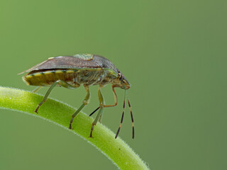 P6130017 green burgundy stink bug, Banasa dimidiata, feeding from a plant stem cECP 2021