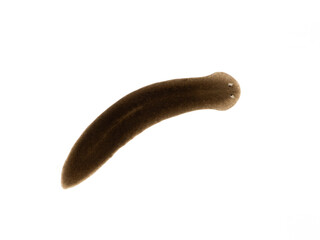 P6200007 freshwater triclad flatworm (planaria), Schmidtea polychroa cECP 2021