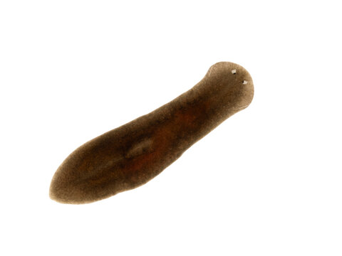 P6200042 freshwater triclad flatworm (planaria), Schmidtea polychroa after feeding on bloodworm cECP 2021