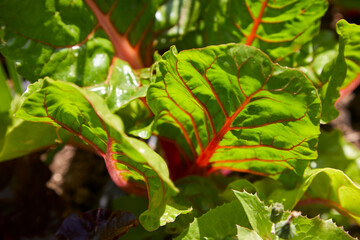 Fresh lettuce leaves with red veins growing in a vegetable garden for a healthy salad