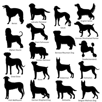 large dog breeds silhouette bundle