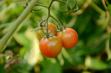 closeup bunch the red ripe tomato growing with leaves and plant in the farm over out of focus green background.