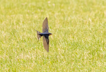 Barn Swallow flying by.