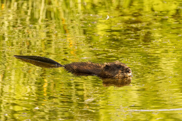 Muskrat swimming in a pond.