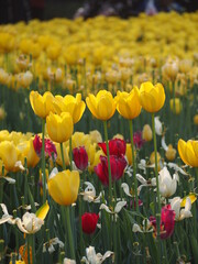 tulip of yellow color in the tulip field