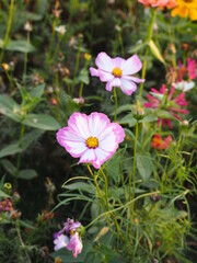 Fototapeta premium cosmos flower of white and pink colors