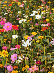 multicolor flower field of cosmos and zinnia plants