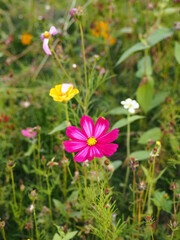 Obraz premium pink cosmos flower in the field 