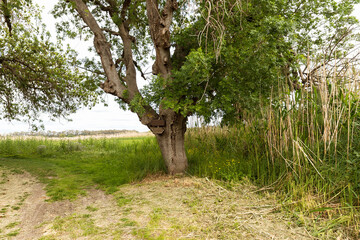 Fototapeta premium Awesome Green Sceneries of Natural Reserve of Ciane River (Riserva Naturale Fiume Ciane-Saline di Siracusa) in Syracuse, Sicily, Italy.
