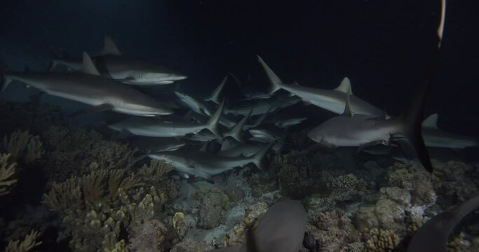 Large numbers of gray sharks hunting sea bottom at night.