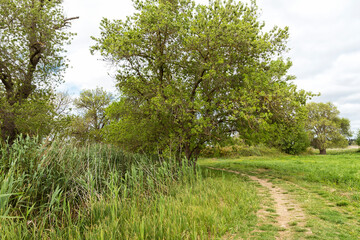 Awesome Green Sceneries of Natural Reserve of Ciane River (Riserva Naturale Fiume Ciane-Saline di Siracusa) in Syracuse, Sicily, Italy.