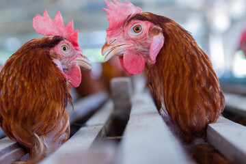 Close-up of chickens in a poultry farm, housed in cages, showcasing their healthy feathers and attentive expressions.