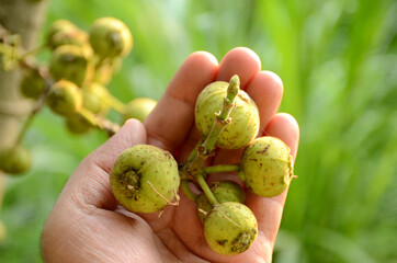 closeup the bunch ripe yellow green tree fruit hold hand with leaves and branch growing in the forest over out of focus green background.