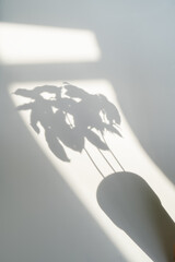 The shadow of a plant in a flower pot.