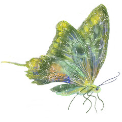 バタフライ　蝶々