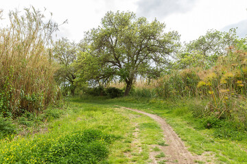 Awesome Green Sceneries of Natural Reserve of Ciane River (Riserva Naturale Fiume Ciane-Saline di Siracusa) in Syracuse, Sicily, Italy.