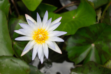 Flowers of water lilies on the surface of the water