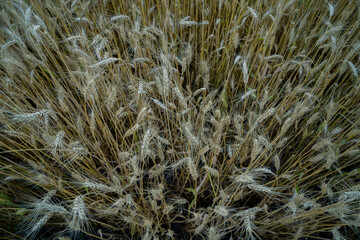 Organic wheat is grown in the fields of the farm. close-up photo of wheat. world concept of organic production